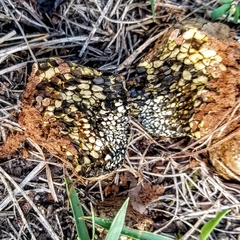 Pisolithus