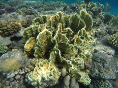 Millepora platyphylla