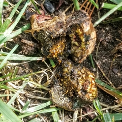 Pisolithus