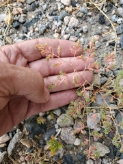 Euphorbia glyptosperma