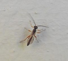 Ichneumonina
