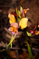 Diuris longifolia