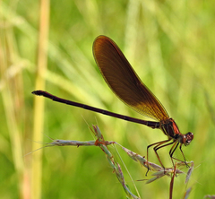 Calopteryx haemorrhoidalis