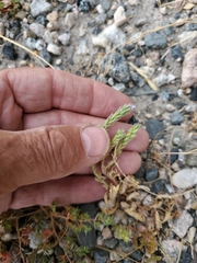 Euphorbia glyptosperma
