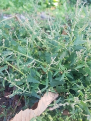 Atriplex patula