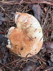 Russula compacta