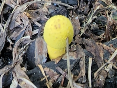 Leucocoprinus birnbaumii image