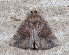 Hypena manalis