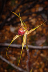 Caladenia pectinata