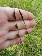 Carex lasiocarpa
