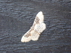 Idaea rusticata