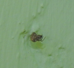 Steatoda castanea