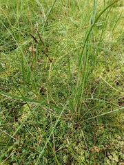 Carex lasiocarpa