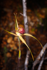 Caladenia pectinata