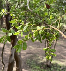 Diospyros texana