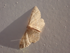 Idaea fuscovenosa