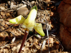 Disperis villosa