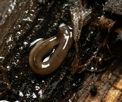 Rhynchodemus sylvaticus