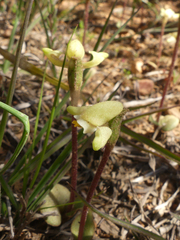 Disperis villosa