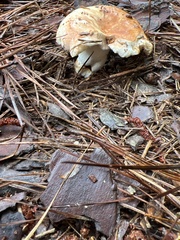 Russula compacta
