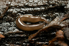 Rhynchodemus sylvaticus