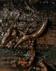 Rhynchodemus sylvaticus