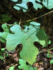 Vitis aestivalis