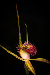 Caladenia pectinata