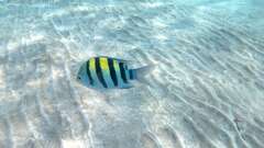 Abudefduf vaigiensis