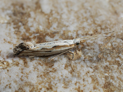 Plutella porrectella