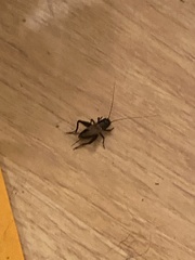 Gryllidae