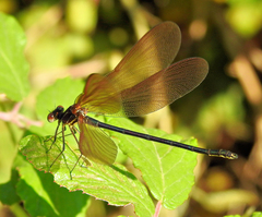 Calopteryx haemorrhoidalis