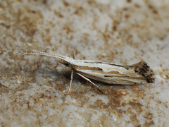 Plutella porrectella