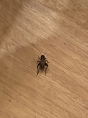 Gryllidae