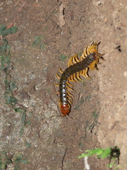 Scolopendra mutilans