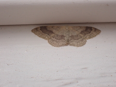 Idaea aversata
