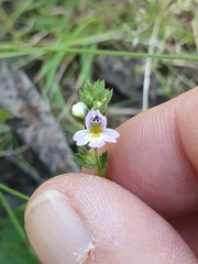 Euphrasia stricta