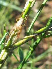 Metellina segmentata