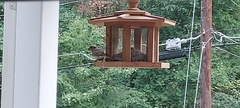 Passer domesticus
