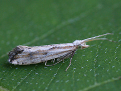 Plutella porrectella