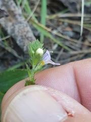 Euphrasia stricta