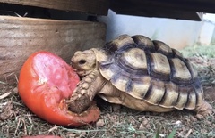 Centrochelys sulcata