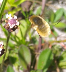 Bombyliinae