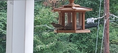 Passer domesticus