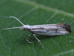 Plutella porrectella
