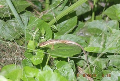 Takydromus sexlineatus