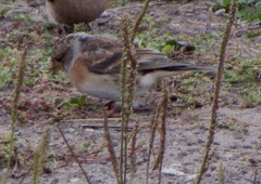 Fringilla montifringilla