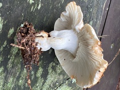 Russula compacta