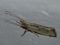 Plutella porrectella