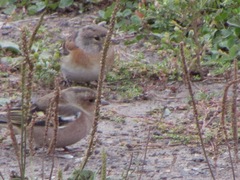 Fringilla montifringilla